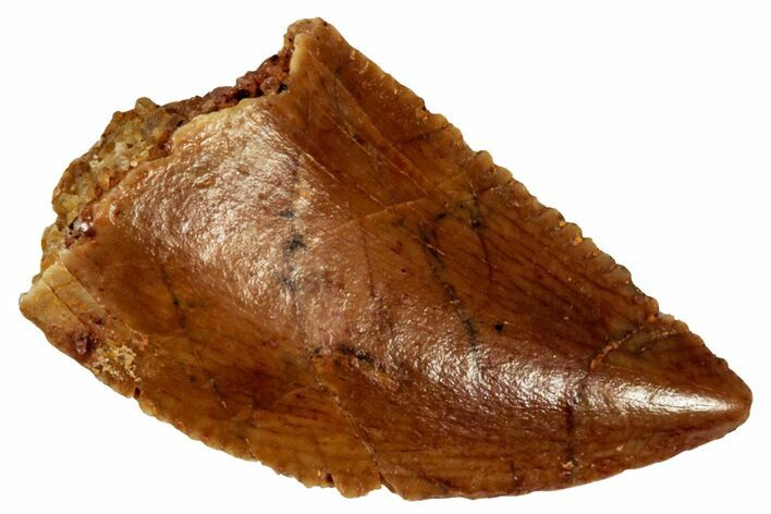 Serrated Raptor Tooth - Real Dinosaur Tooth #299658